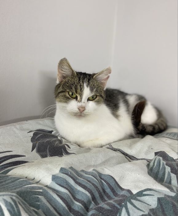 Młoda, nieśmiała i miła kotka czeka na dom!