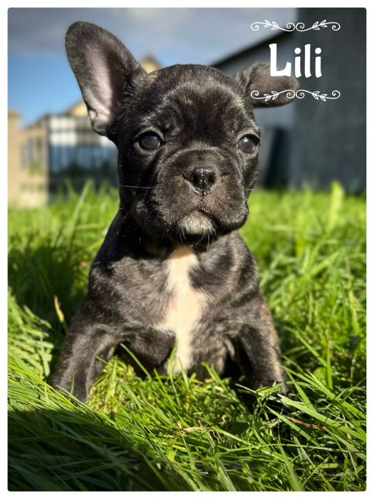 Buldog Francuski