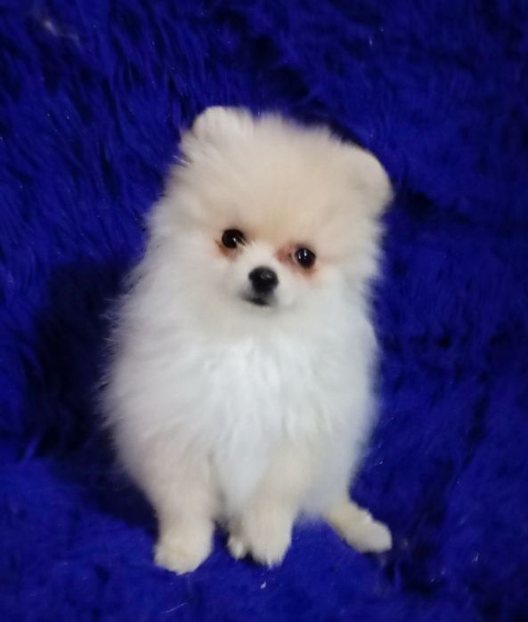 Померанский шпиц