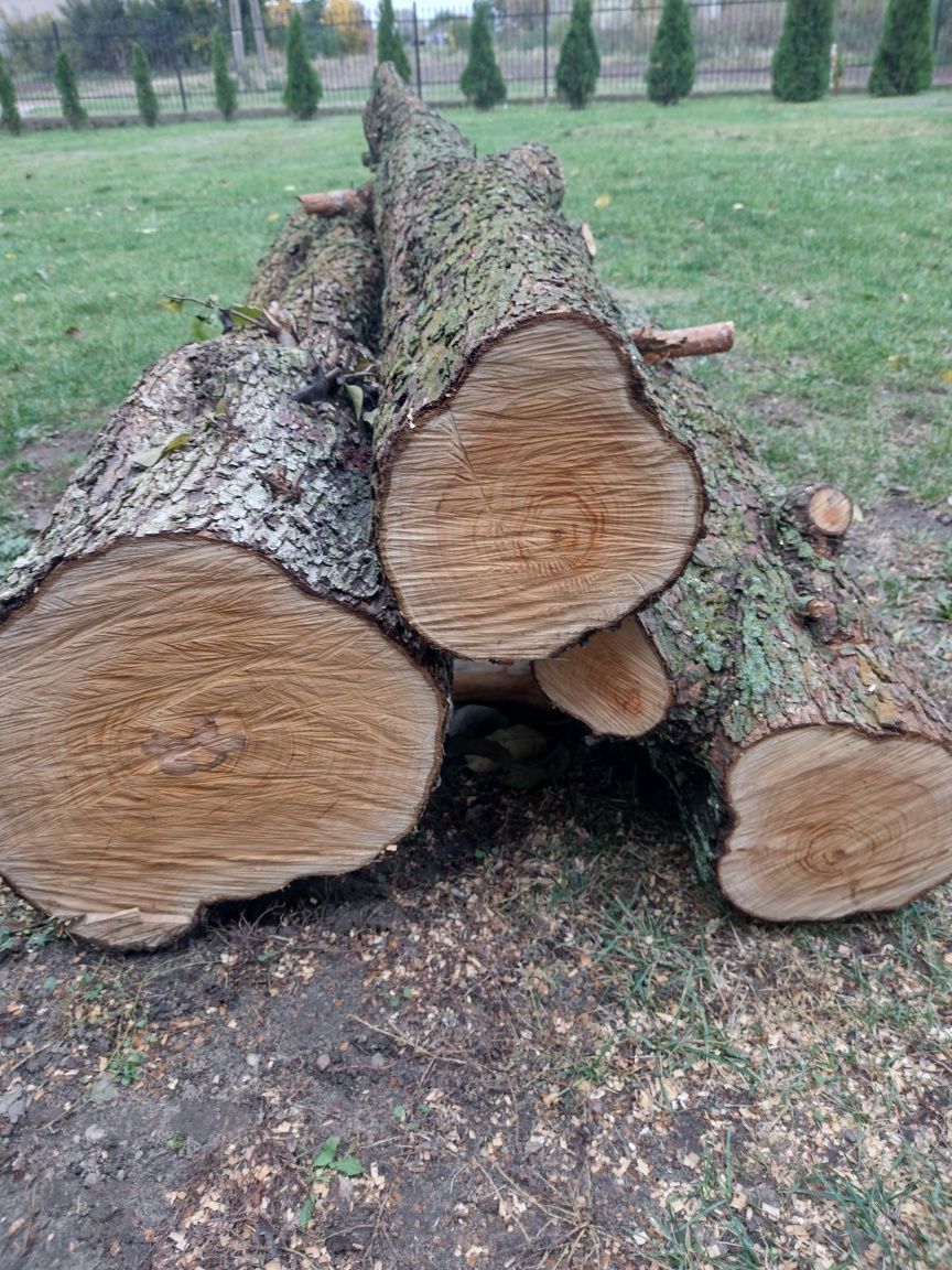Grusza drewno, bez wad, ściete w oaździerniku, długość około 210cm.,