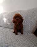 Pudel toy,  red-brown