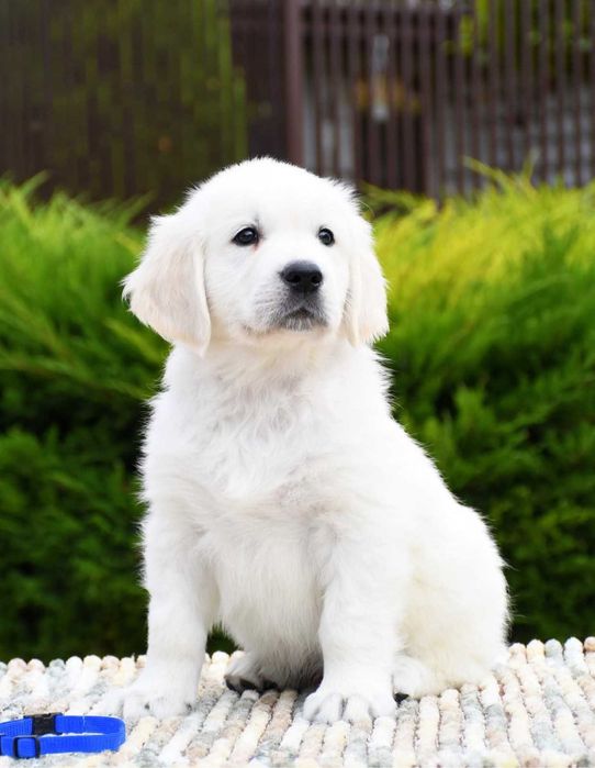 Щенки золотистого ретривера.