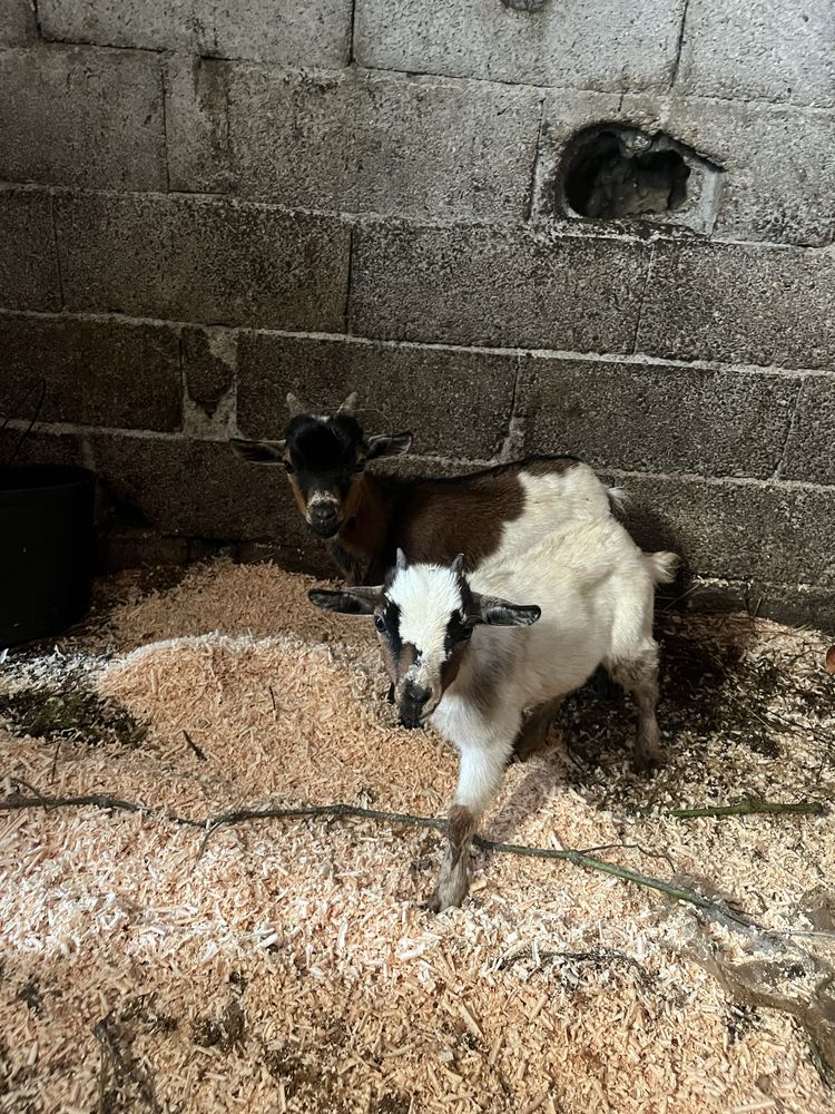 Cabras anas 3 meses