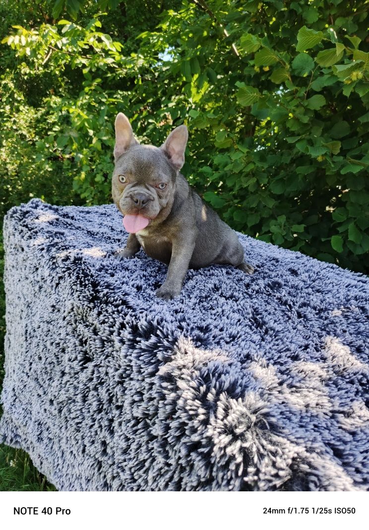 Buldog francuski