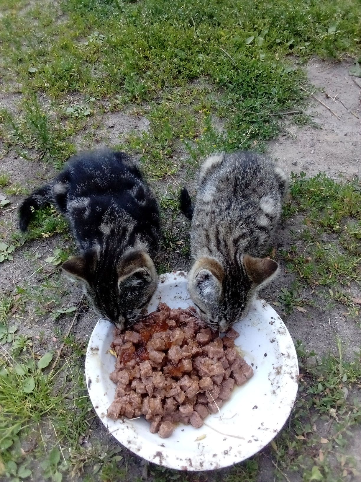 Oddam kotkę kocurka