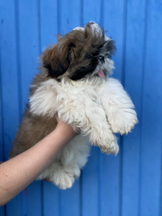 Хлопчик і дівчинка шитцу  шукає мам пап