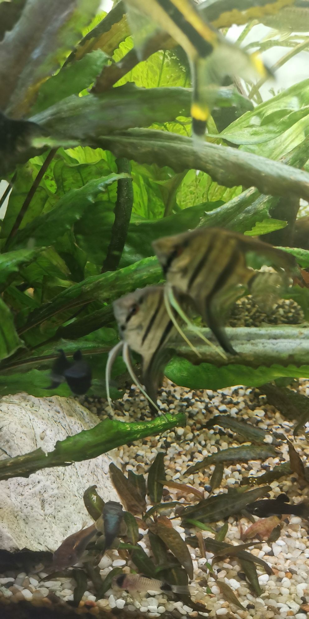 Skalar srebrny 5cm