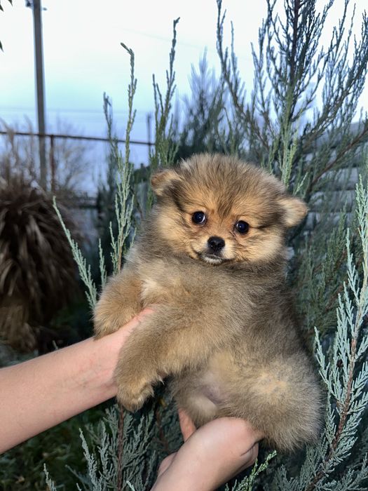 Міні дівчинка 3 місяці