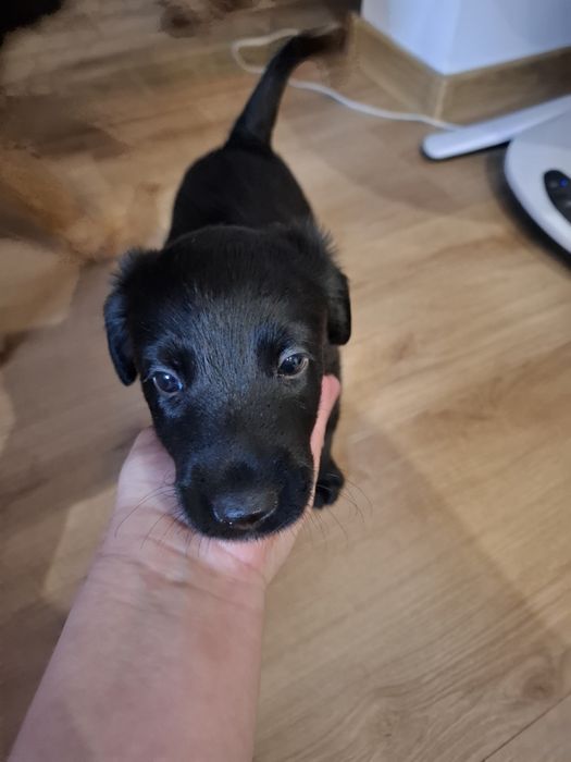 Szczeniaki szukają domu