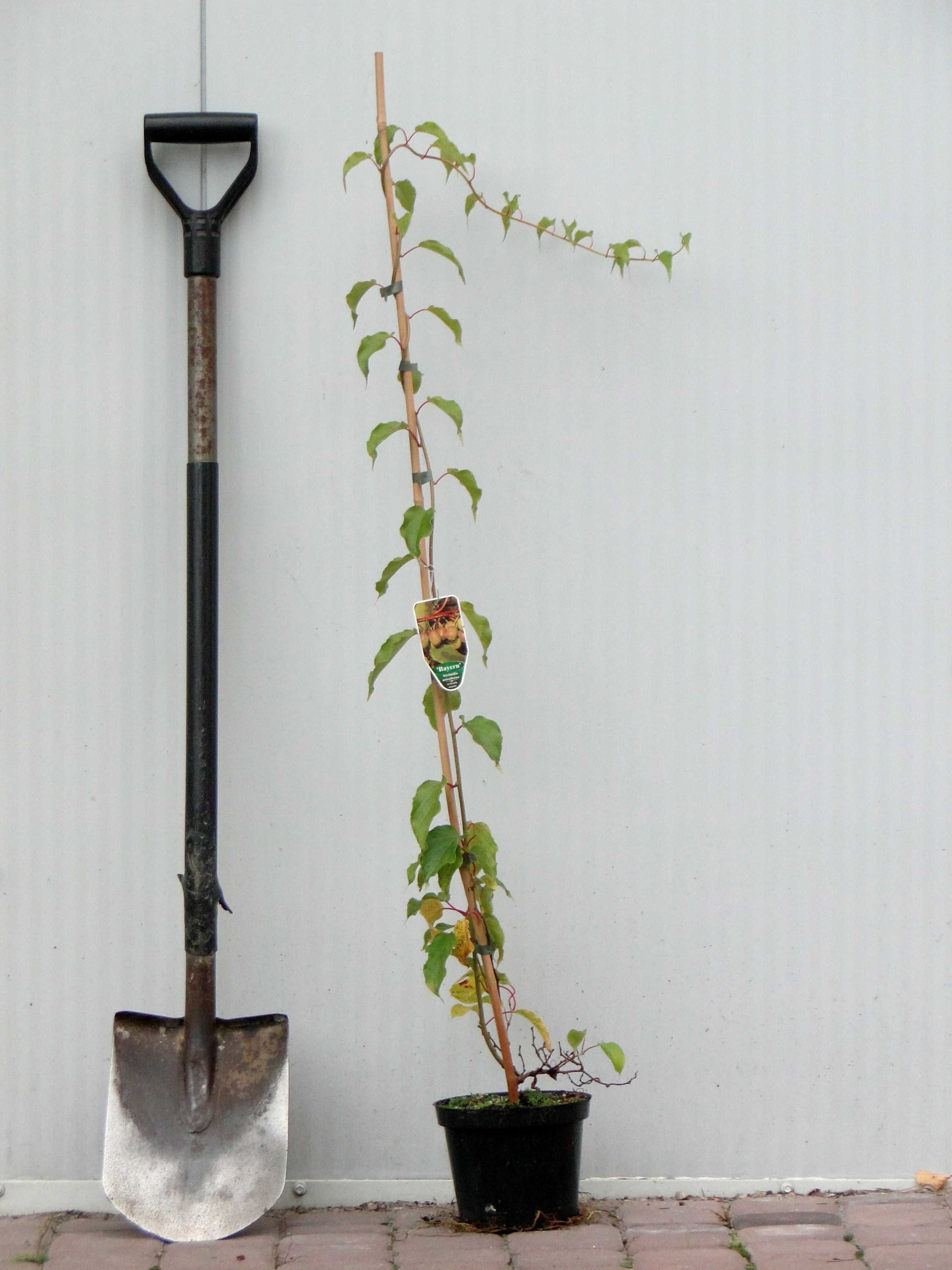 Actinidia arguta (mini kiwi) sadzonki C2 + bamb. 105 cm