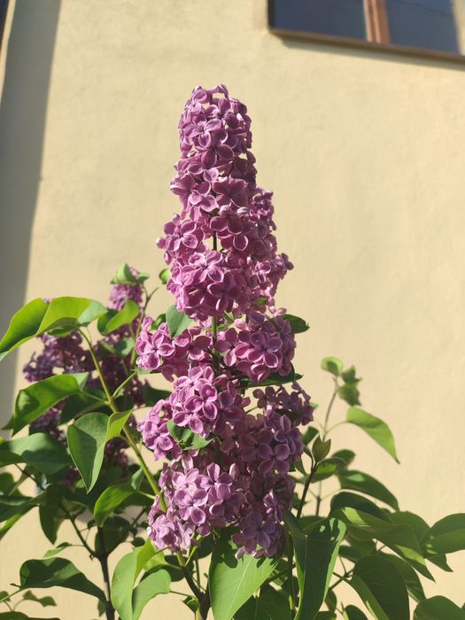 Кущі, хвойні, ожина, декоративні трави, грунтопокривні і інші рослини