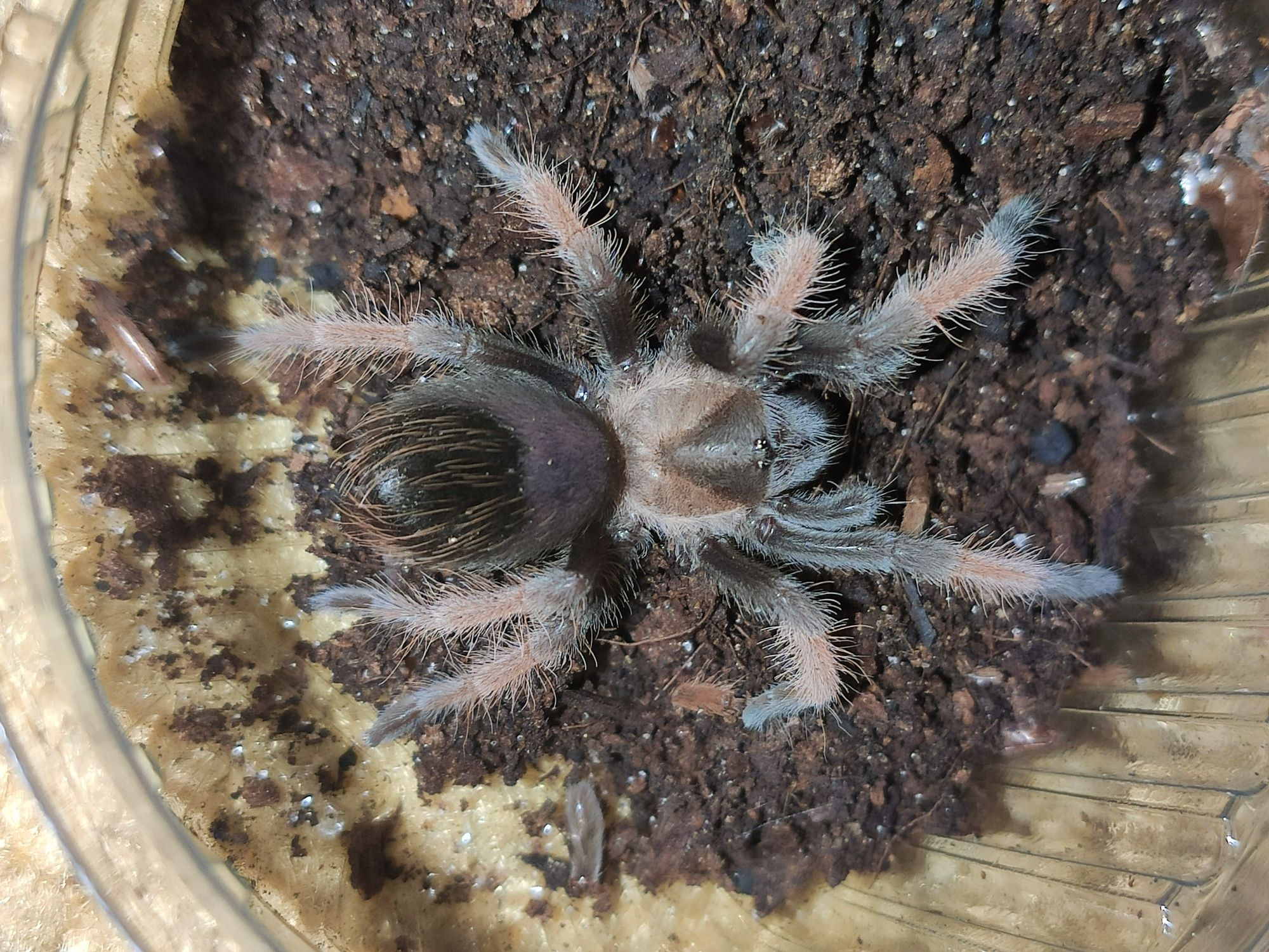 Павук птахоїд Паук птицеед для новачків Brachypelma Emilia