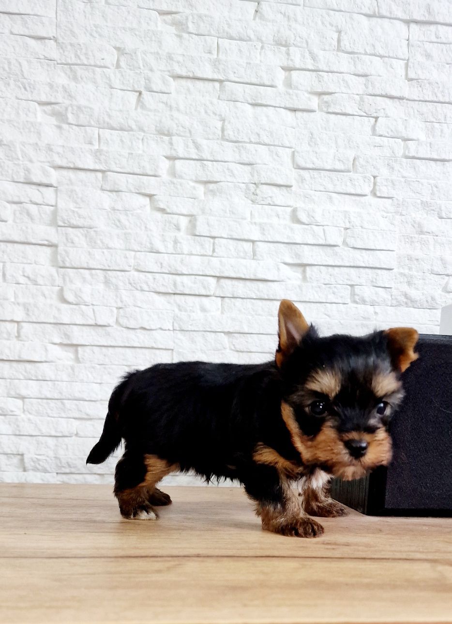 Yorkshire Terrier piesek mini