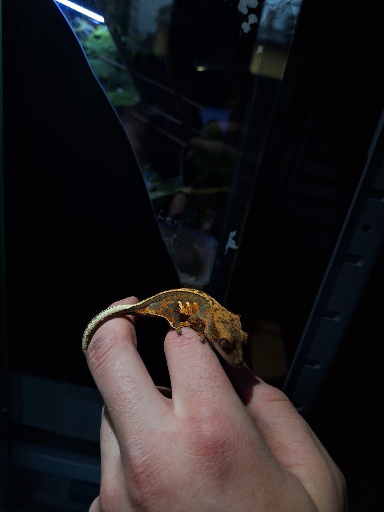 Gekon orzesiony gekony jaszczurka terrarium