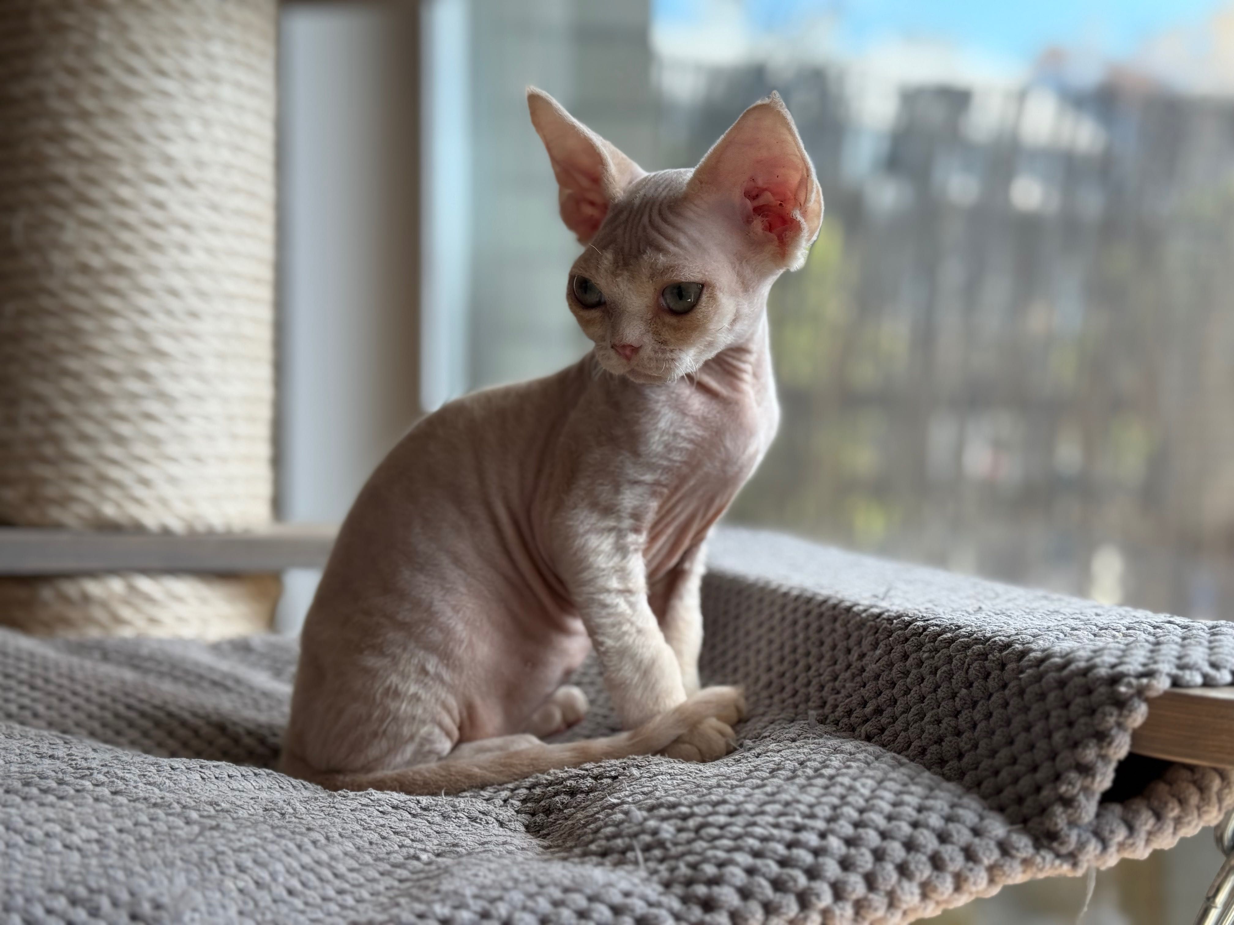 Chłopiec Devon Rex Warszawa