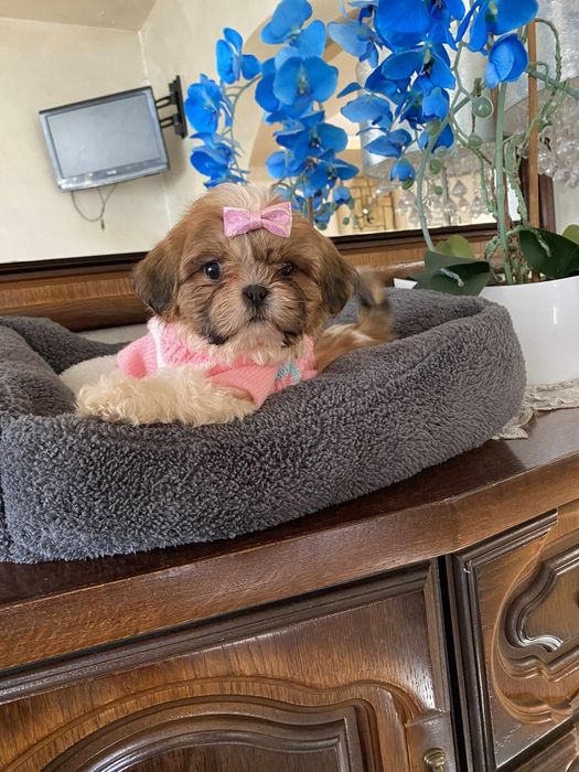 Urocza sunia shih tzu miniaturowa
