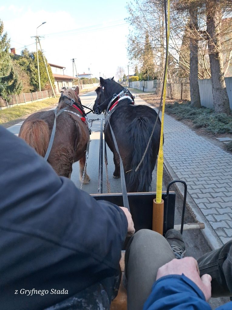 Klacz Zimnokrwista PKZ z Młodym