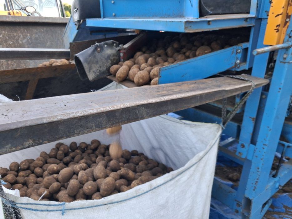 Ziemniaki skrobiowe przemysłowe Skawa eurogrande eurostarch