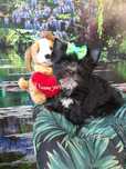 Yorkshire Terrier Szczeniak Piękny Chłopczyk