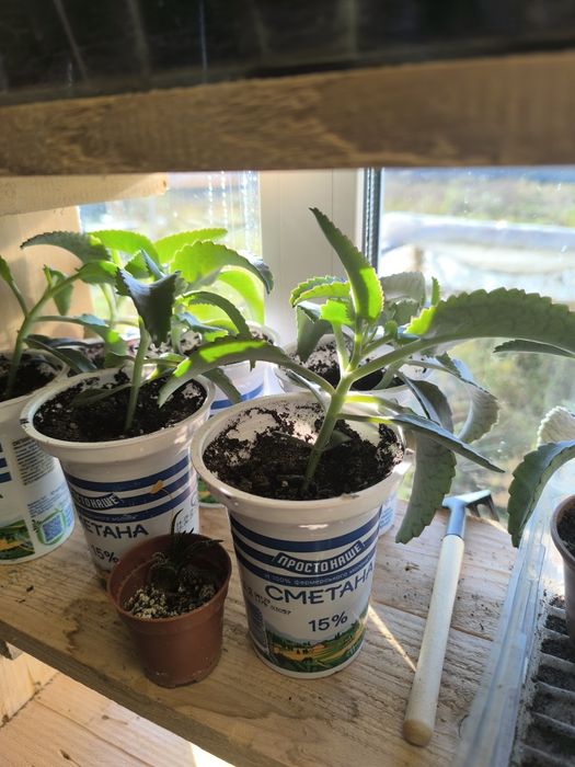 Каланхоє, каланхое