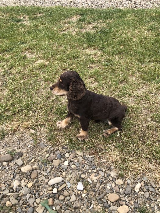 Англійський кокер-спанієль