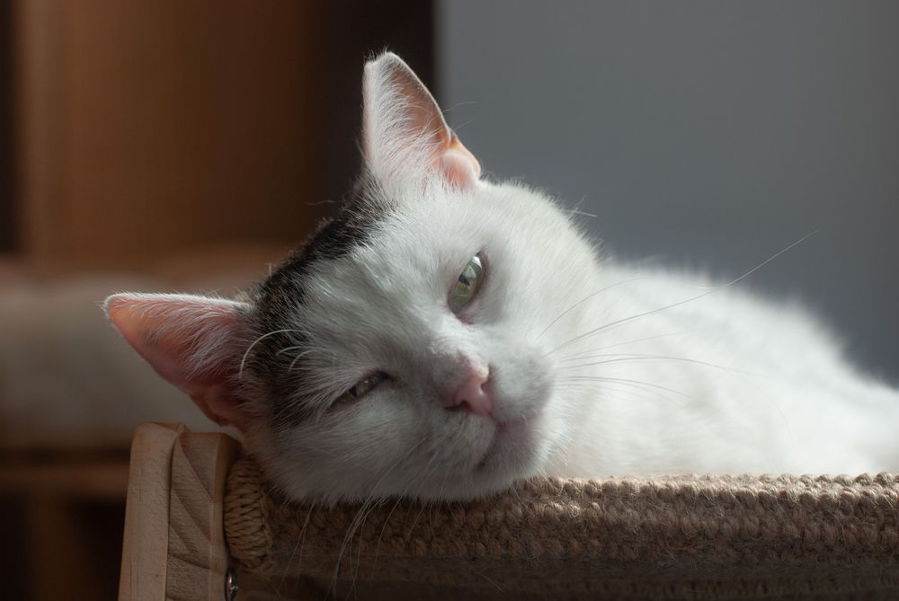 Branco - miziasty kotek szuka domu