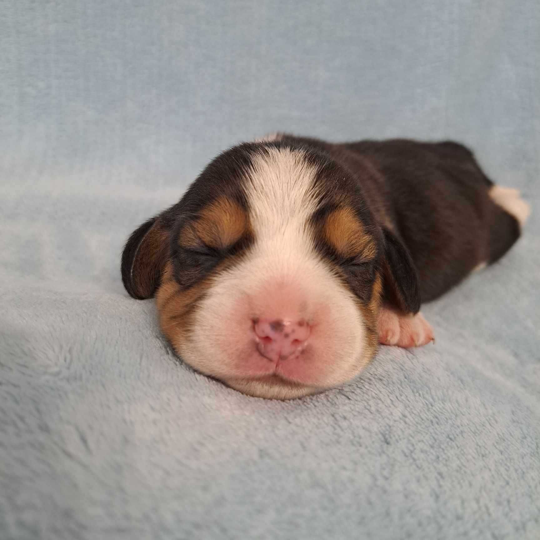 szczeniaki beagle, fantastyczny piesek, rasowy , ZKwP (FCI)