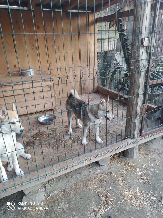 Продам західно сибірську лайку щеня