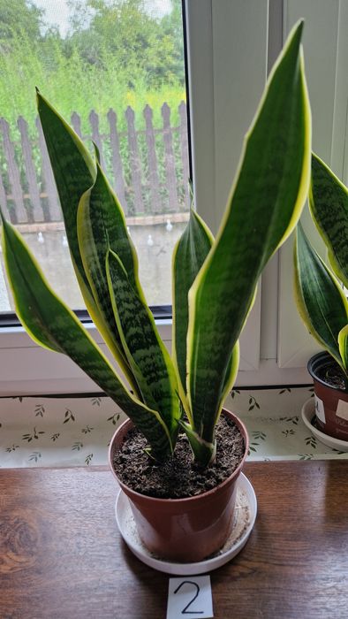 Sanseviera Laurentii sadzonki ukorzenione