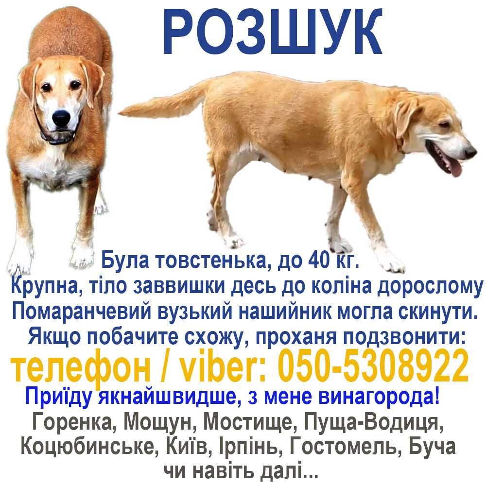 Ищу. Пропала собака, русская гончая, метис, 9-10 лет. ВОЗНАГРАЖДЕНИЕ!