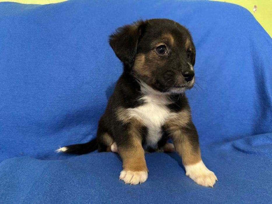 Цуценя, 1,5 місяці, хлопчик в найкращі ручки