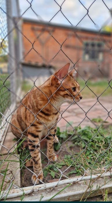 Бенгал. Бенгальский кот. Бесплатно