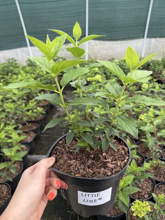 Hortensja bukietowa vanille fraise, polar bear, limelight, fraise melb