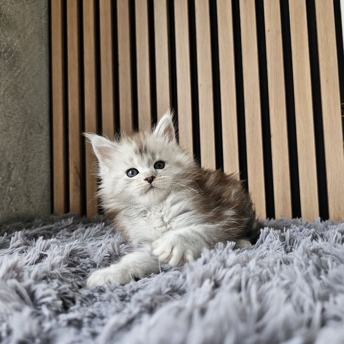 Koteczki Maine coon rodowód fpl