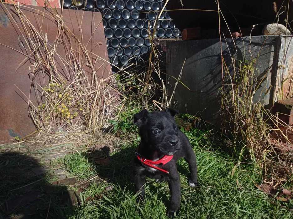 Віддам в добрі руки метиси тато стаф мама двортерєр