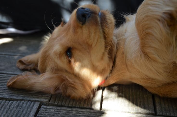 Англійський кокер — справжній компаньйон, що закохує з першого погляду