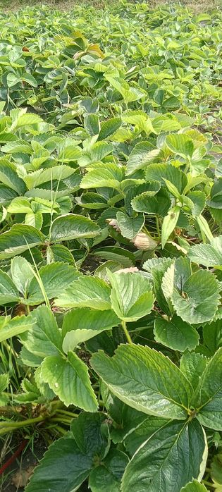 Sadzonki truskawek 200 sztuk