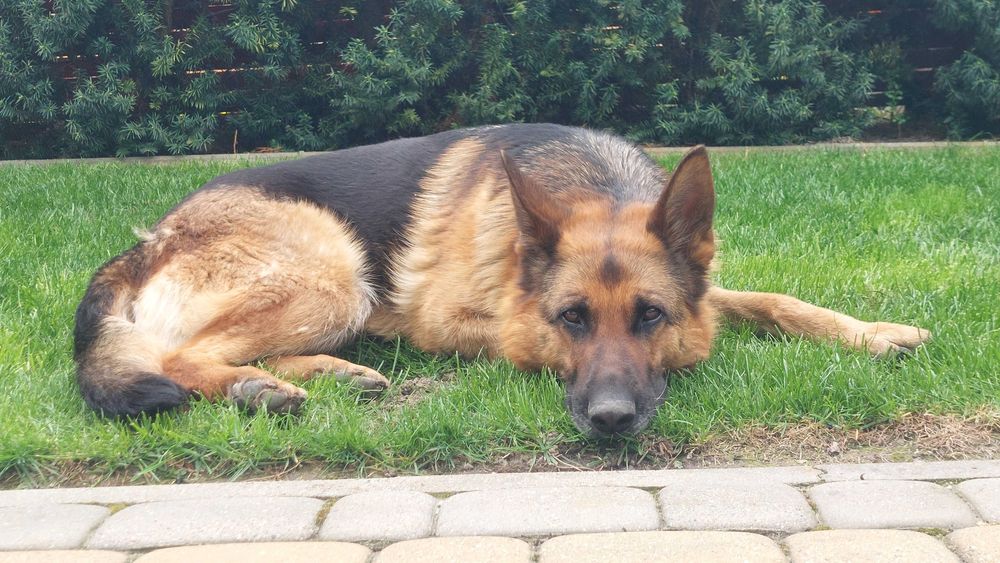 Zaginęła!! Owczarek niemiecki, suczka, 7 lat, drobnej budowy