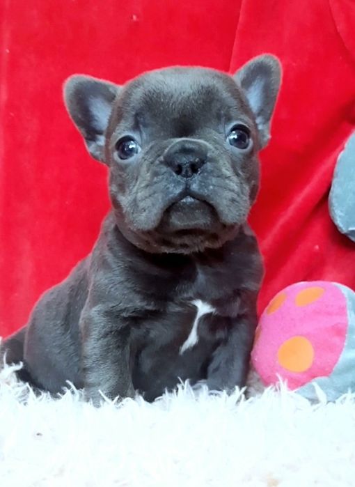 Голубая булочка.