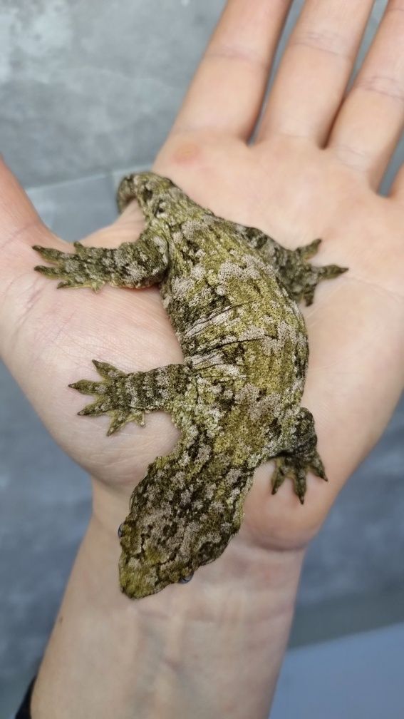Gekon Olbrzym Pine Island, R. LEACHIANUS