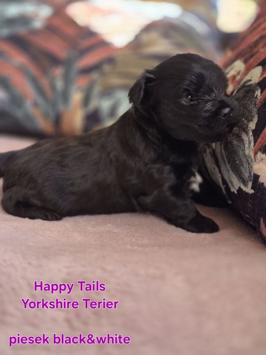 YORKSHIRE TERIER,piesek czarny
