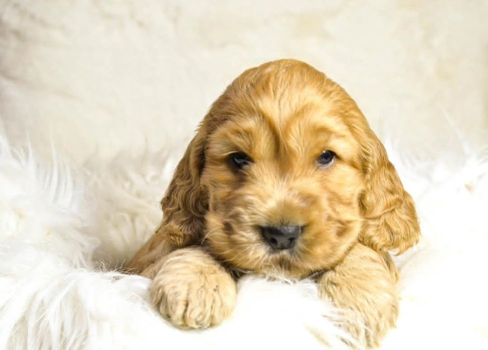 Руденька кокер-леді – ніжність і шарм у кожному погляді