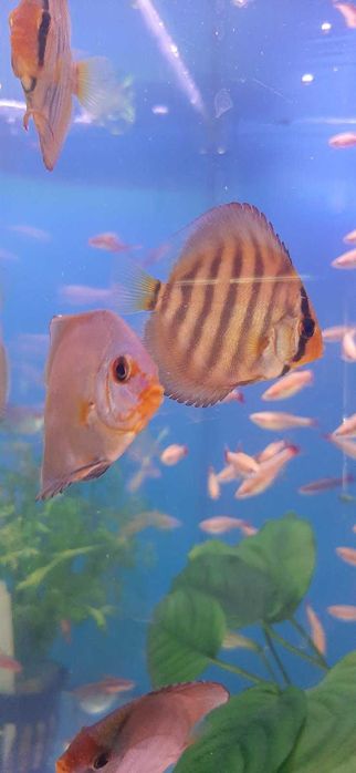 Акваріумна риба.