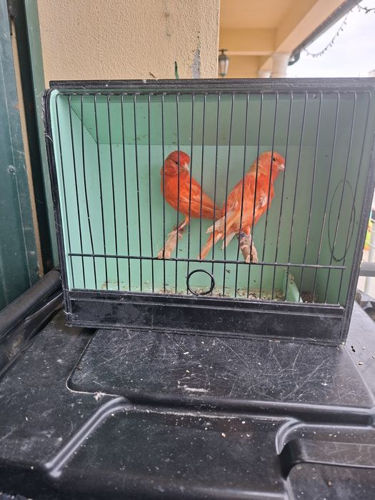 Canários vermelhos