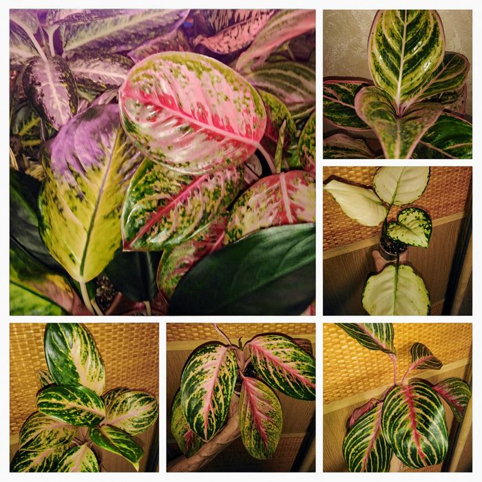 Продам аглаонеми різних сортів