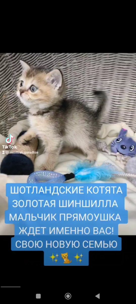 Продам шотландские котята