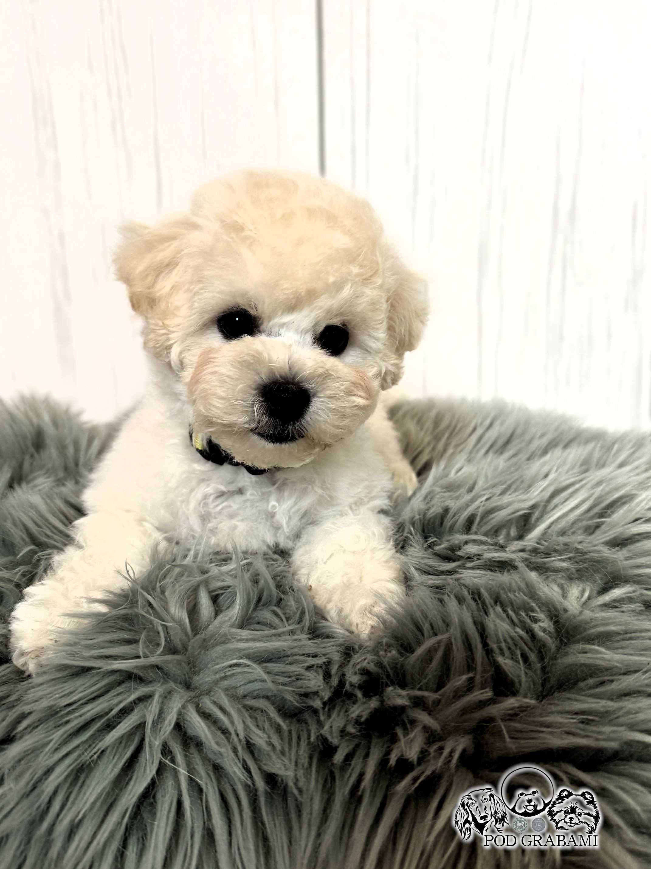Bichon frise FCI do odbioru