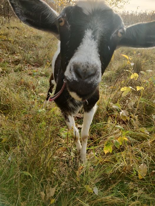Koza mleczna 50% anglonubijska