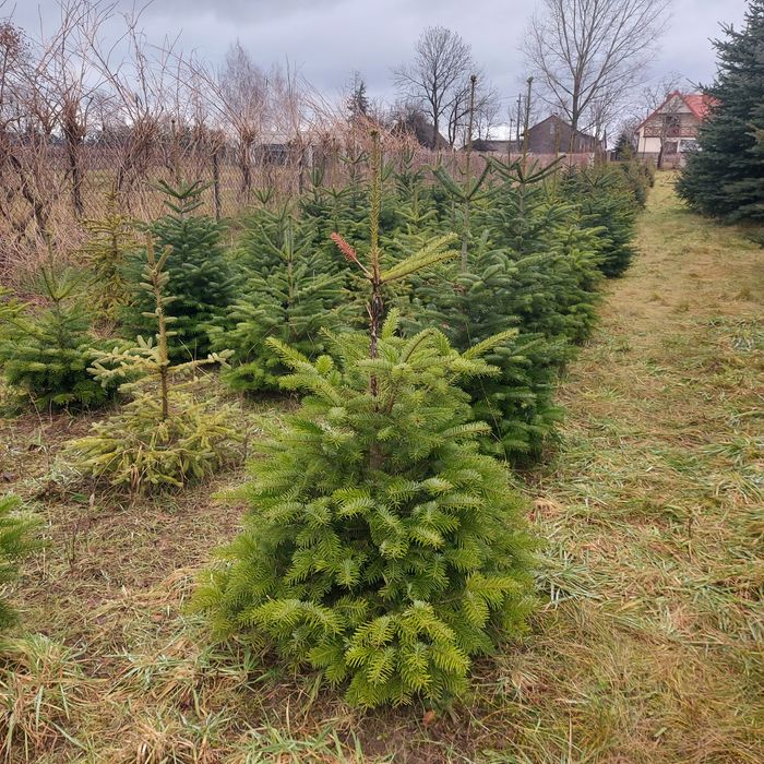 Świerki do nasadzeń z plantacji