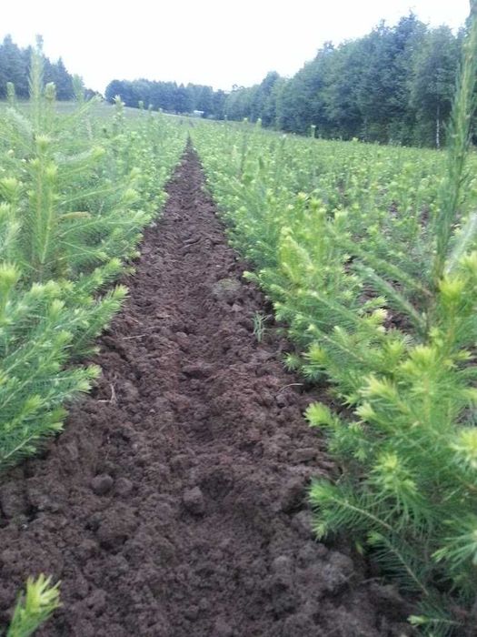 Świerk pospolity 2/1 25 cm - 55 cm